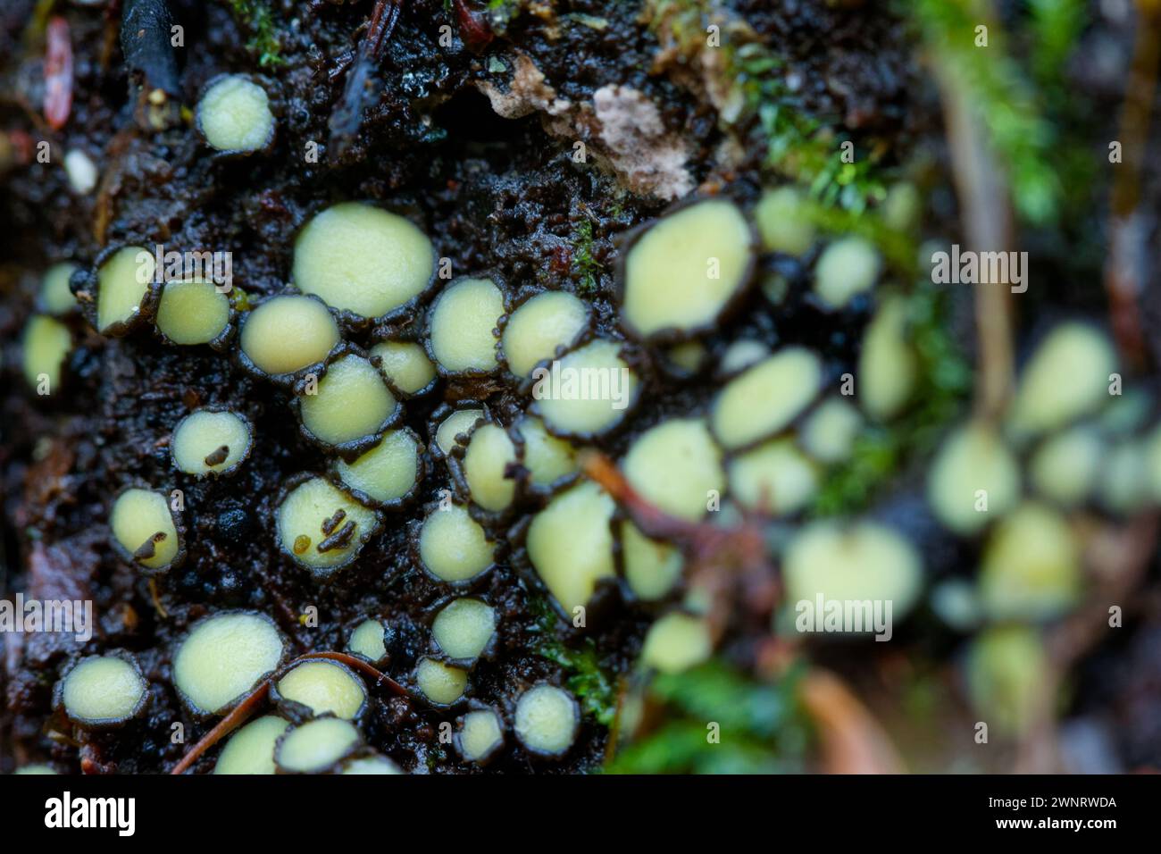 Cup fungi (Podophacidium xanthomelum) Stock Photo