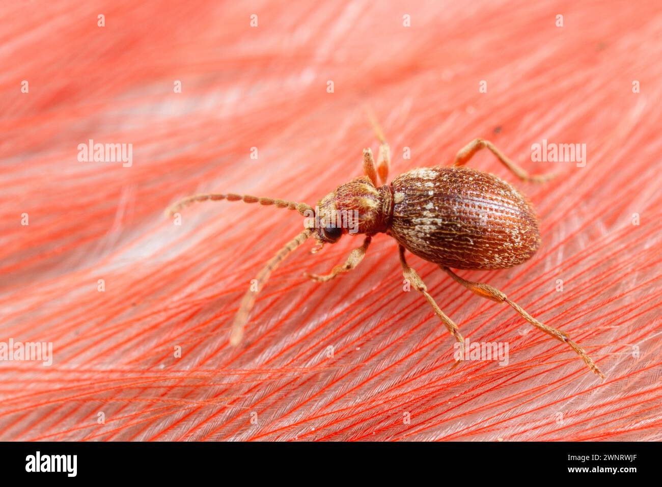 Spider beetle on a dead bird (Ptinus) Stock Photo