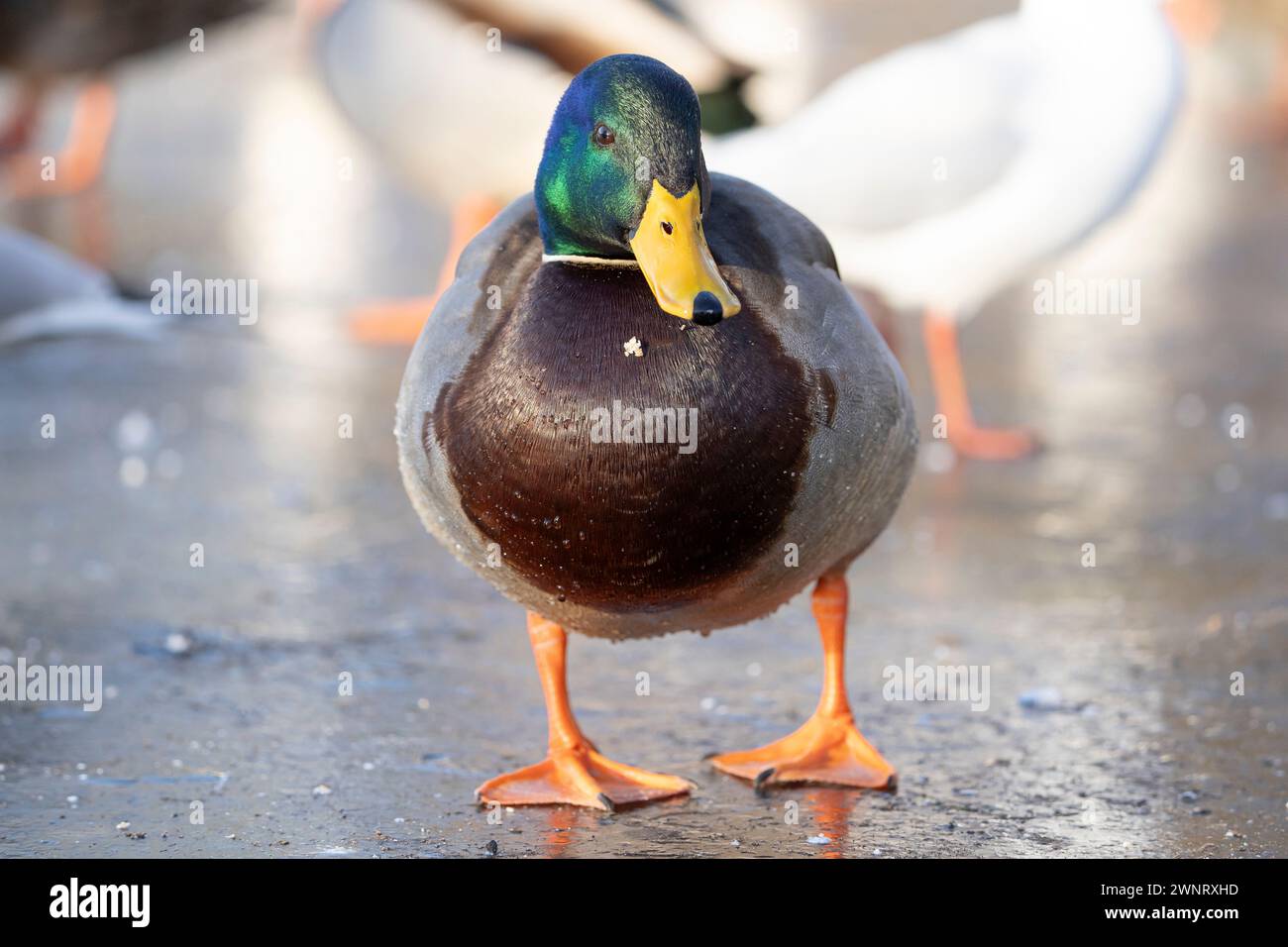 Kidderminster, UK. 19th January, 2024. UK weather: freezing conditions hit the UK as temperatures remain incredibly low and nature ponds remain frozen. A mallard duck walks on the ice of a frozen pool searching for food in the bright sunshine today. Credit: Lee Hudson/Alamy Stock Photo