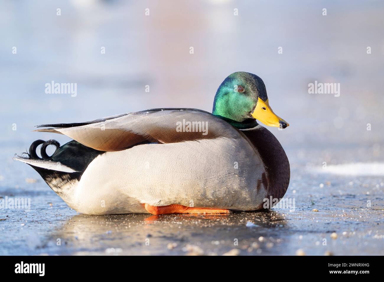Kidderminster, UK. 19th January, 2024. UK weather: freezing conditions hit the UK as temperatures remain incredibly low and nature ponds remain frozen. A mallard duck sits on a frozen pool enjoying the bright sunshine today. Credit: Lee Hudson/Alamy Stock Photo