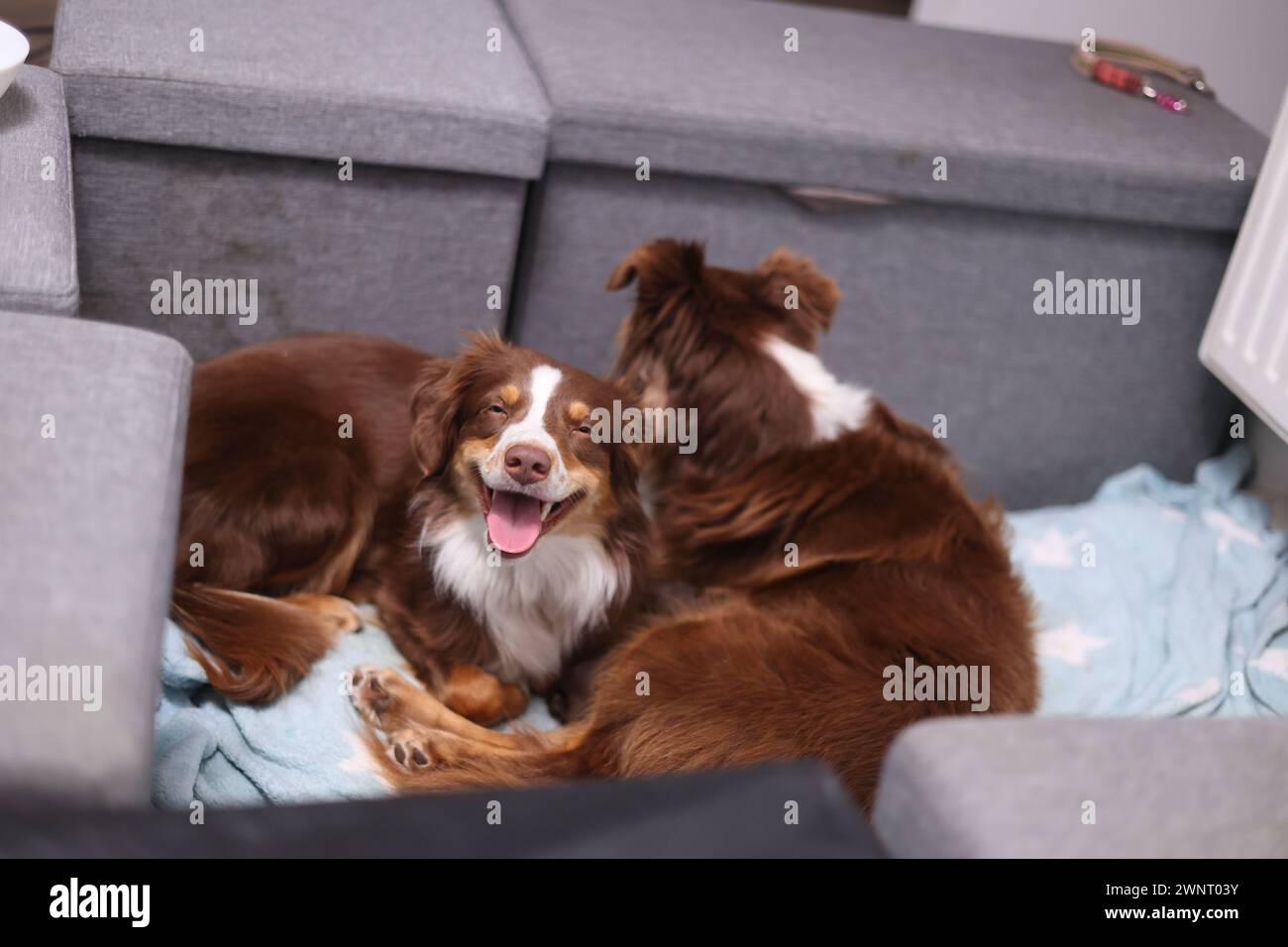 Two dogs are laying on a bed, one of them is smiling Stock Photo - Alamy