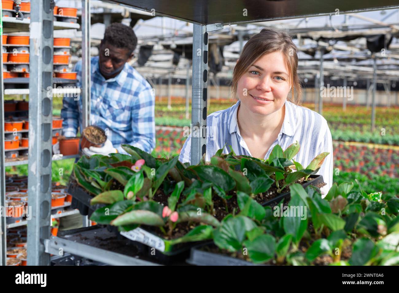 Female gardener taking care of plants in greenhouse Stock Photo - Alamy