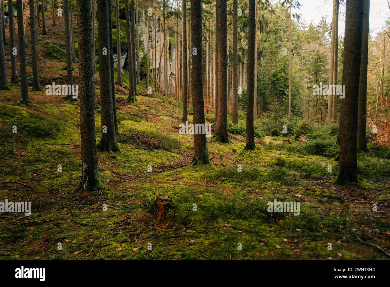 forest on a sunny day with rocks and stones, green moss Stock Photo - Alamy