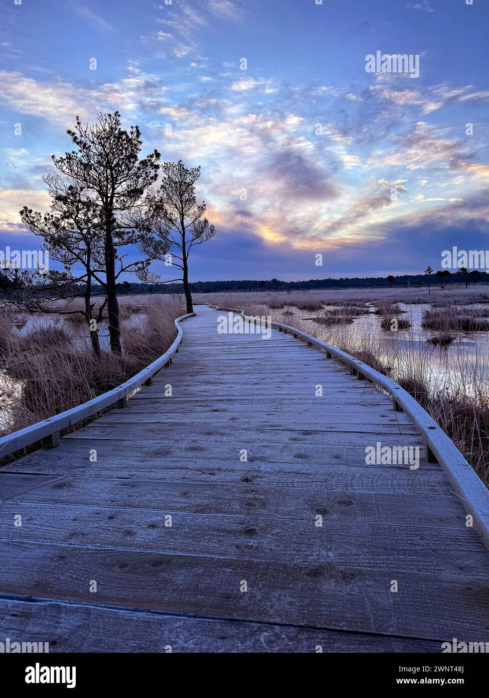 Godalming, UK. 03rd Mar, 2024. Thursley Common, Elstead. 03rd March