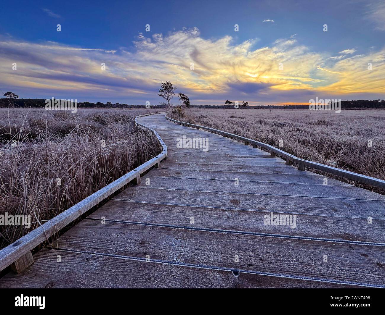 Godalming, UK. 03rd Mar, 2024. Thursley Common, Elstead. 03rd March