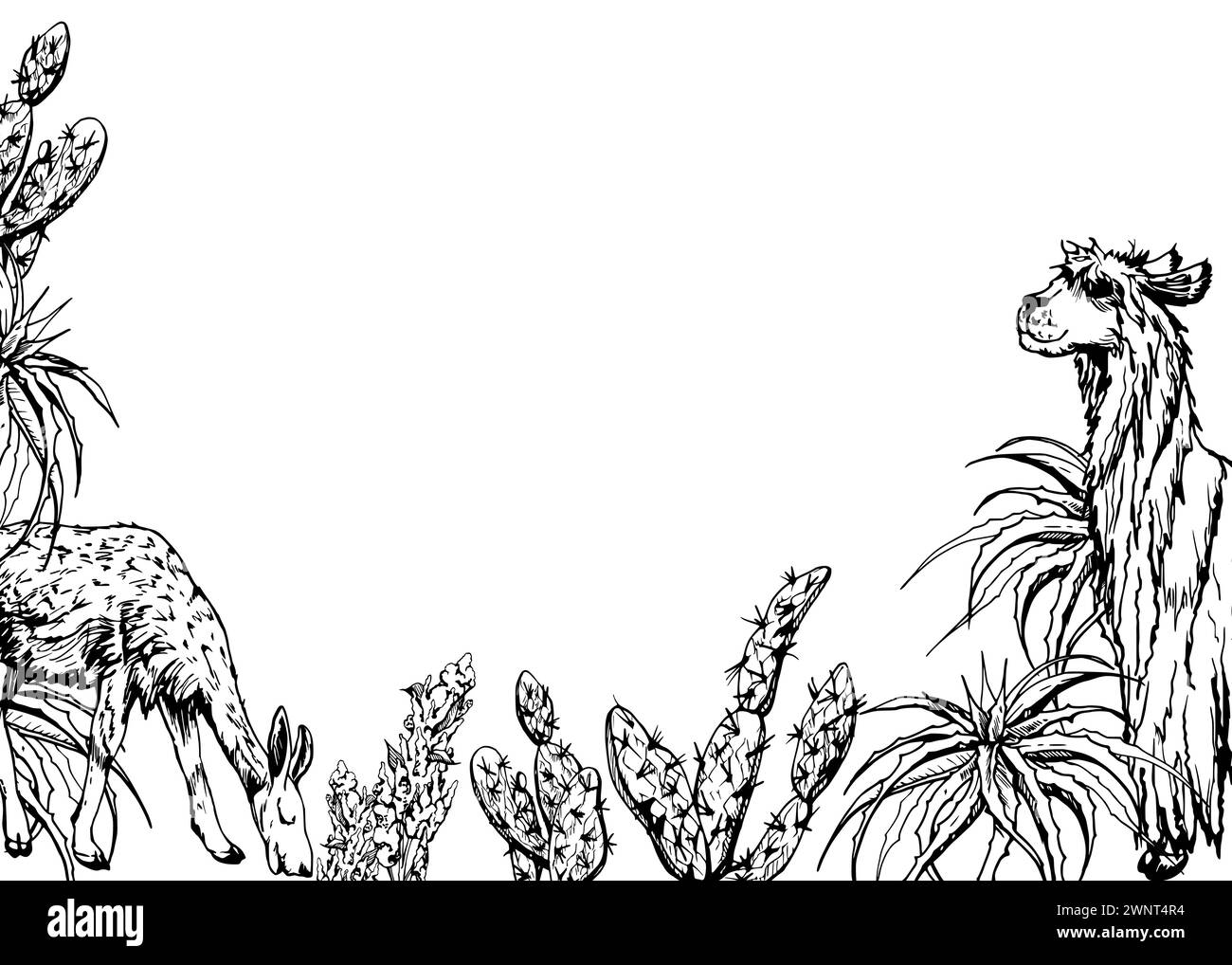 Hand drawn ink vector illustration, nature desert plant succulent cactus aloe agave, llama alpaca wool animals. Horizontal frame isolated on white Stock Vector
