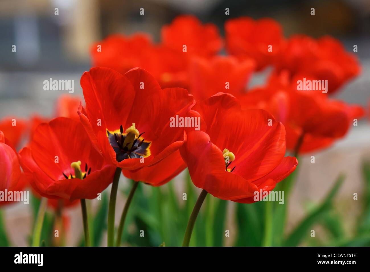 red tulips in full bloom. beautiful garden background in spring Stock Photo