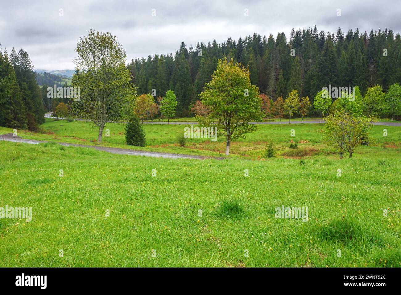countryside scenery with forested mountains on an overcast day. coniferous woods of transcarpathia, ukraine. asphalt country road winding through the Stock Photo