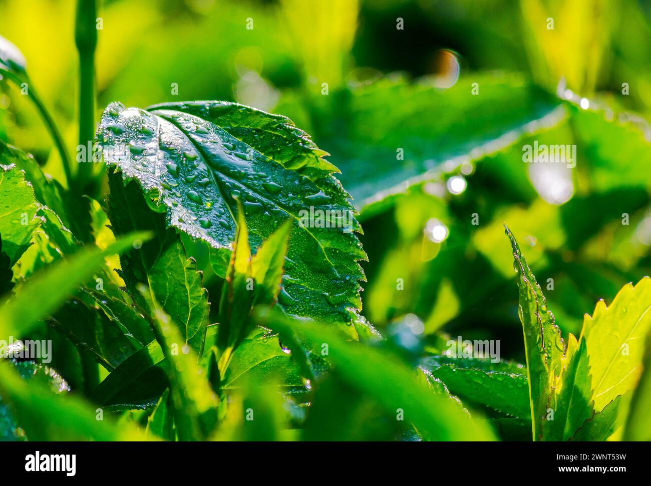 green leafs in water drops. fresh closeup nature background in spring Stock Photo