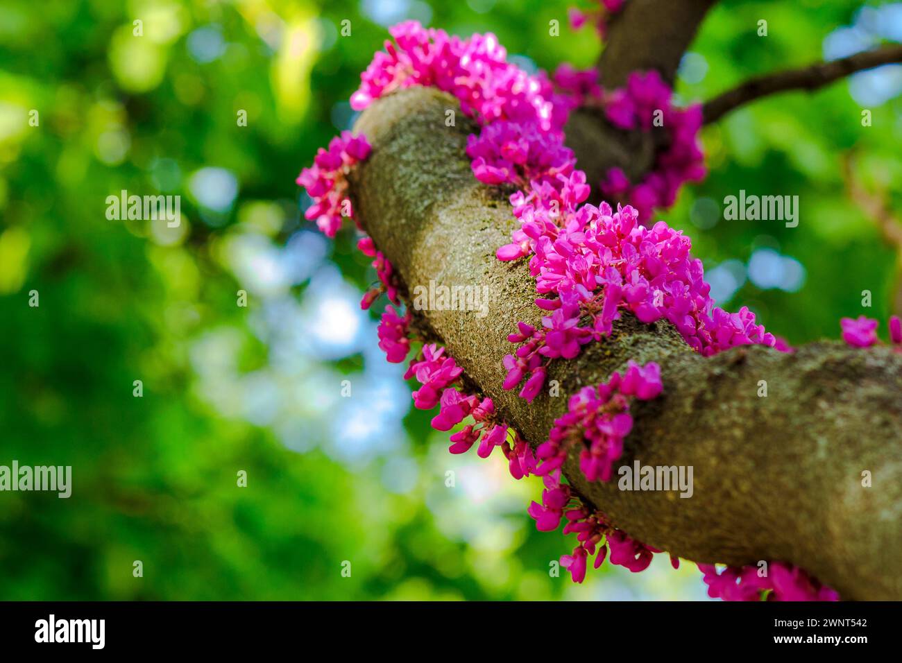 branch of judas tree in pink blossom. beautiful nature background in spring Stock Photo