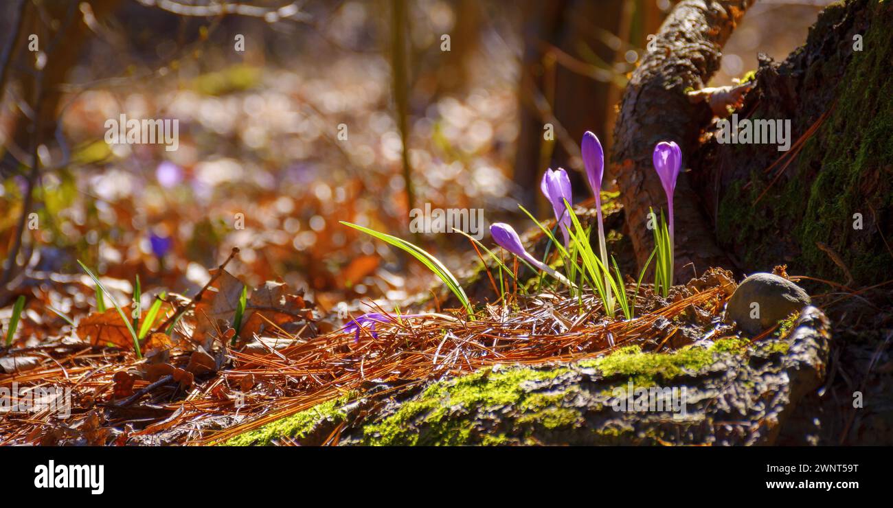 closeup of wild crocus by the tree among the grass. first flowers in spring on a sunny day Stock Photo