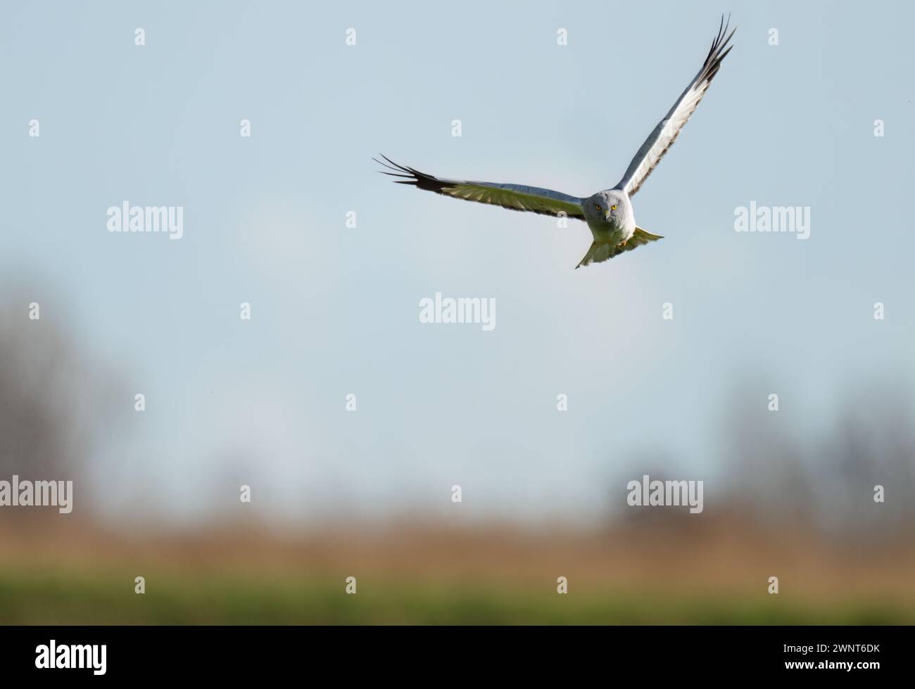 Adult Male Hen Harrier (Circus cyaneus) hunting over Norfolk grasslands Stock Photo