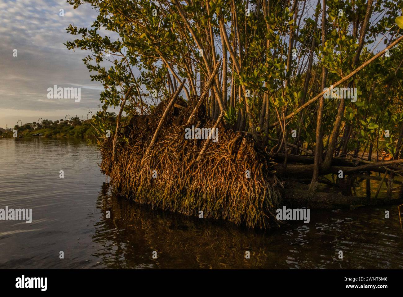 Mangroves shoreline Stock Photo