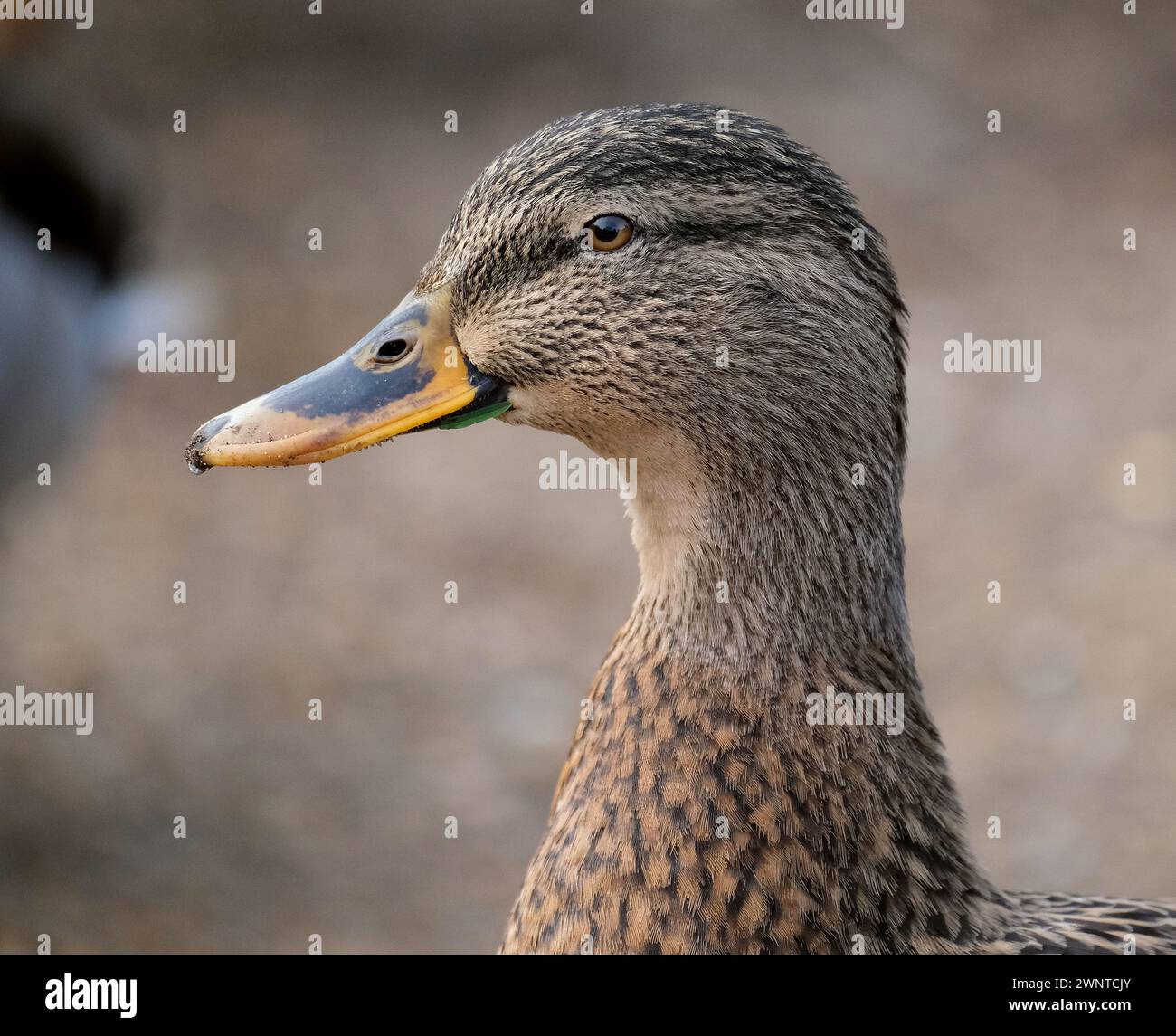 The mallard or wild duck is a dabbling duck that breeds throughout the ...