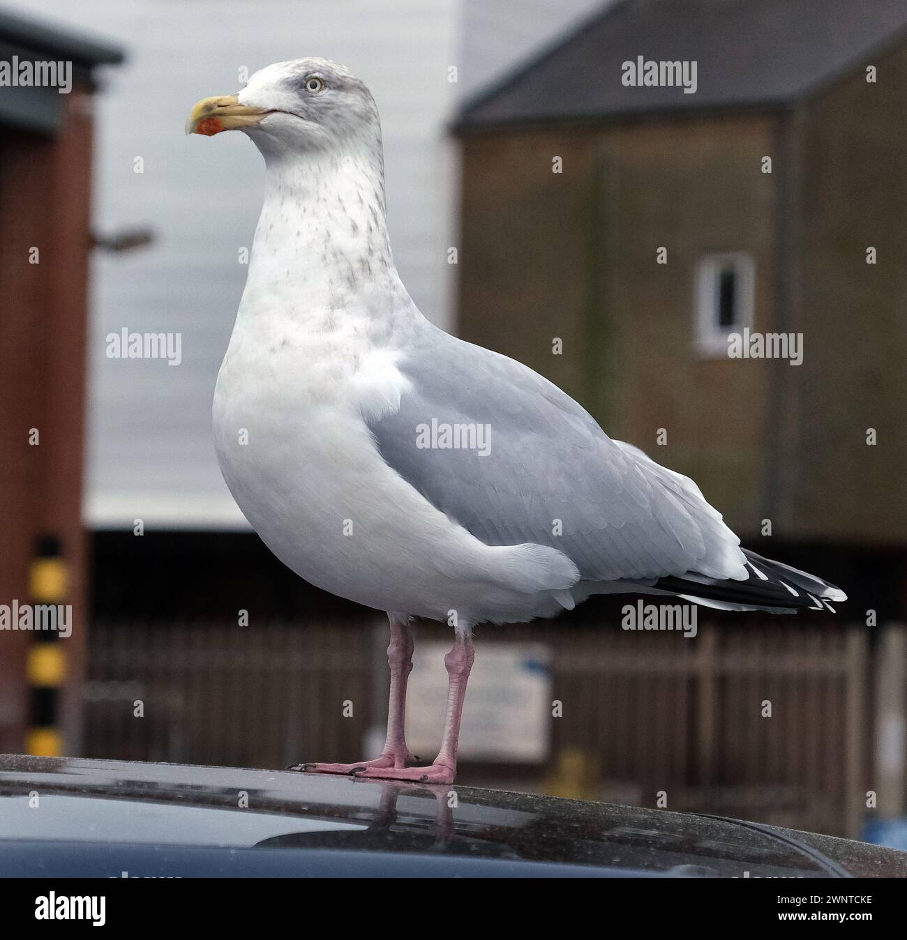 The European herring gull is a large gull, up to 66 cm long. Common in coastal regions of Western Europe, it was historically more abundant. Stock Photo