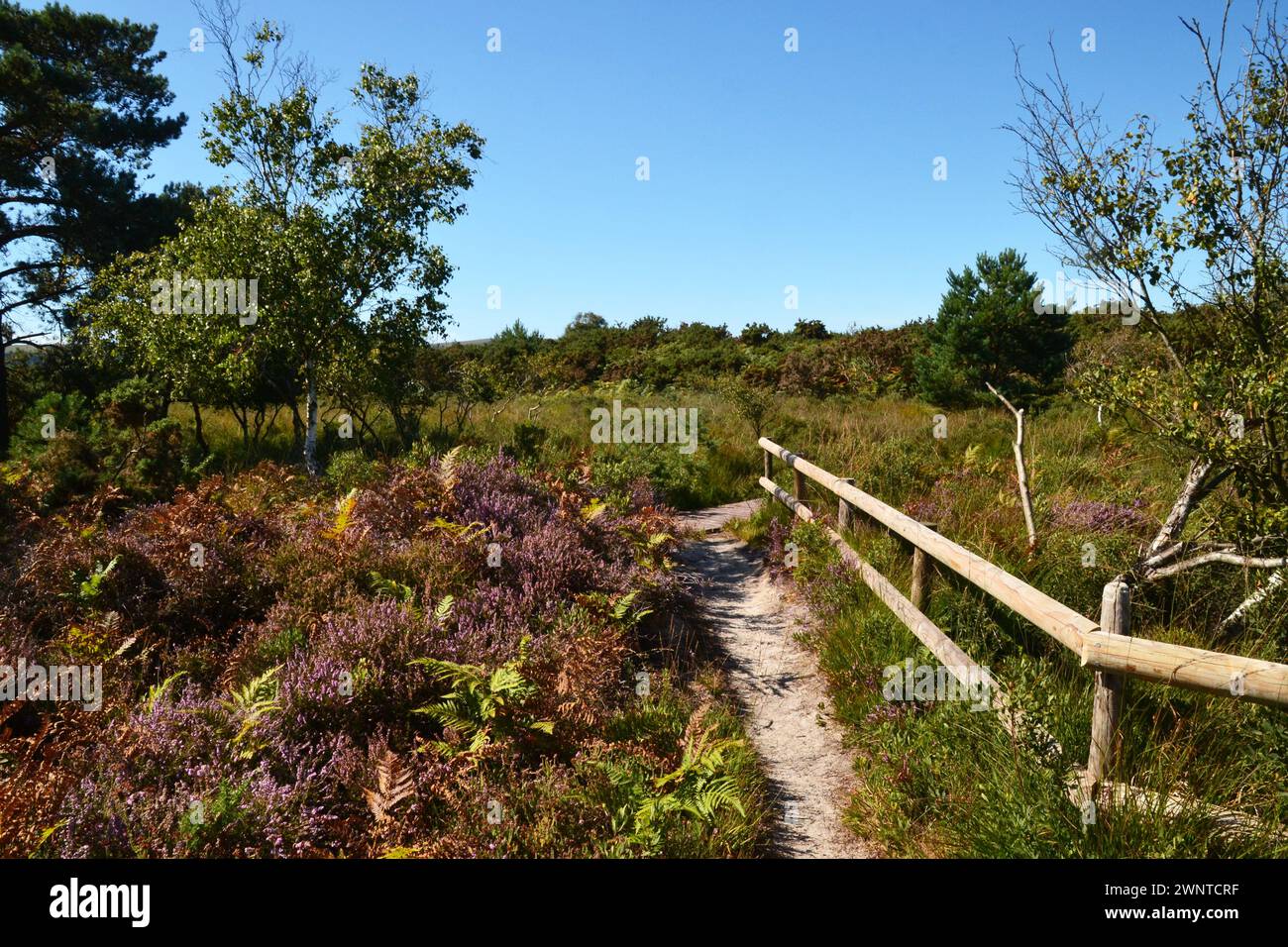 Studland Bay Nature Reserve, Isle of Purbeck, Dorset, UK Stock Photo