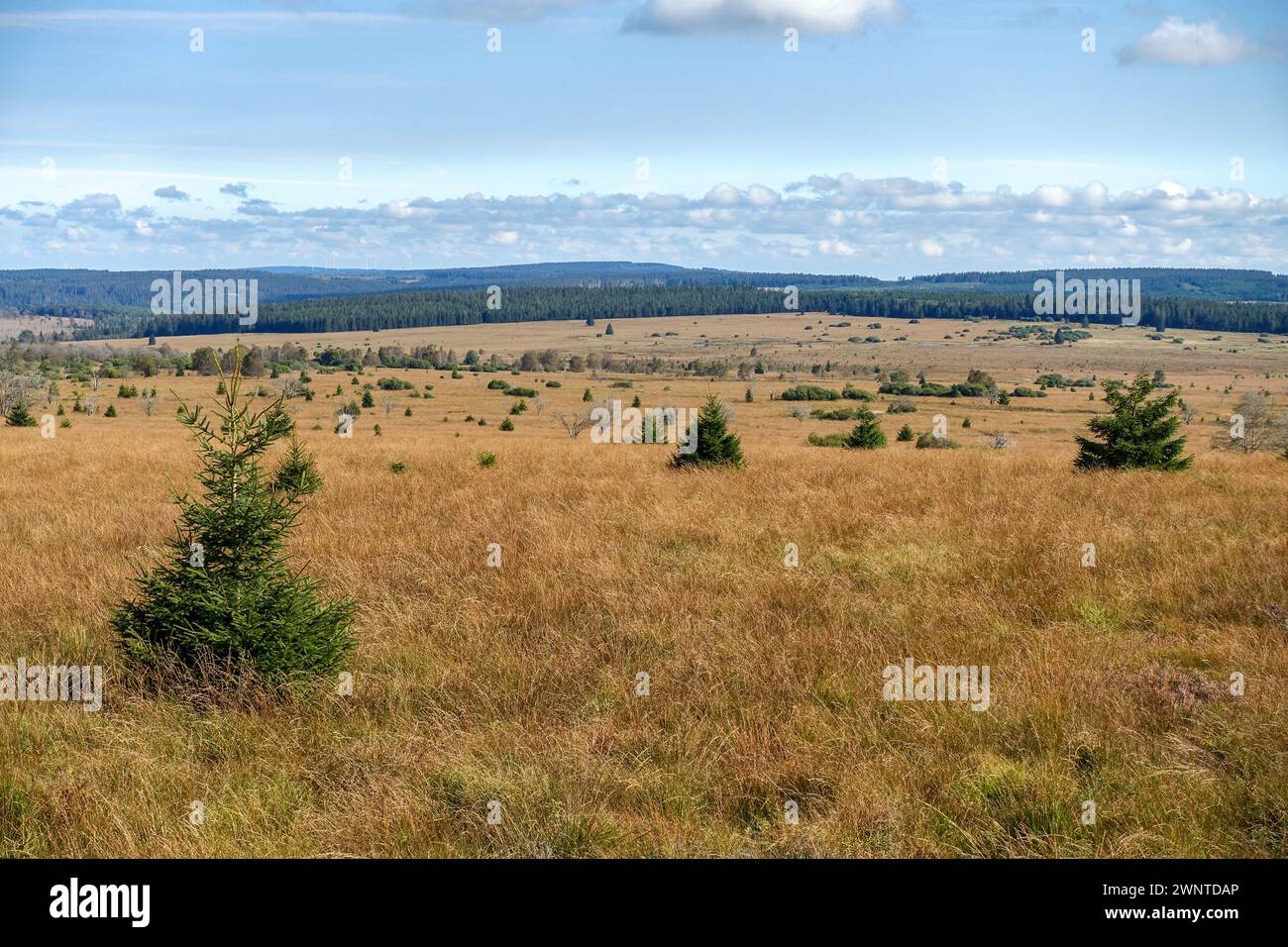 Expansive grassland of the Hautes Fagnes, Belgium, with scattered shrubs under a wide blue sky. Seen from Belgium's highest point, Signal de Botrange Stock Photo