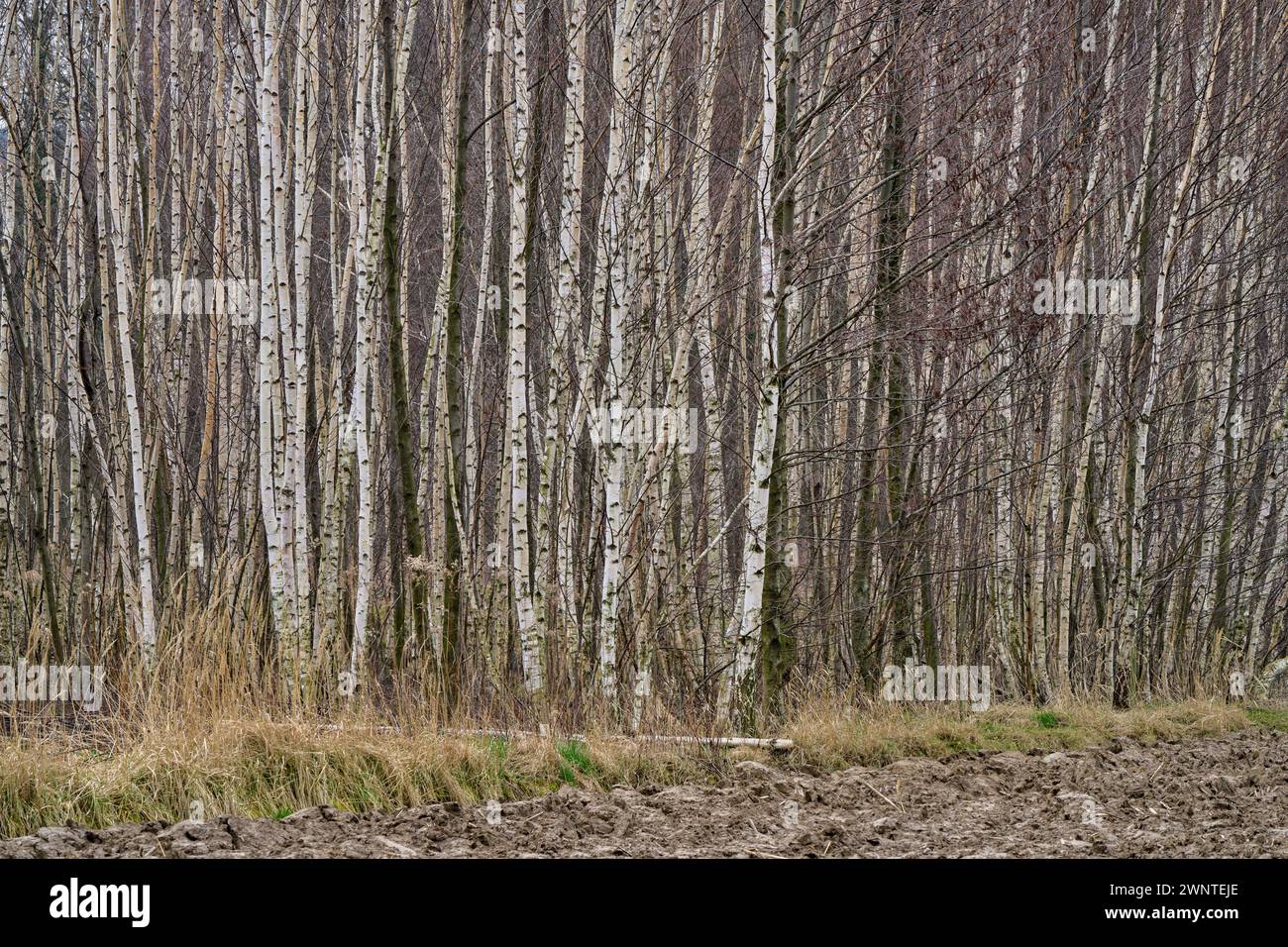 Birch trees trunks Betula veruccosa pendula Stock Photo