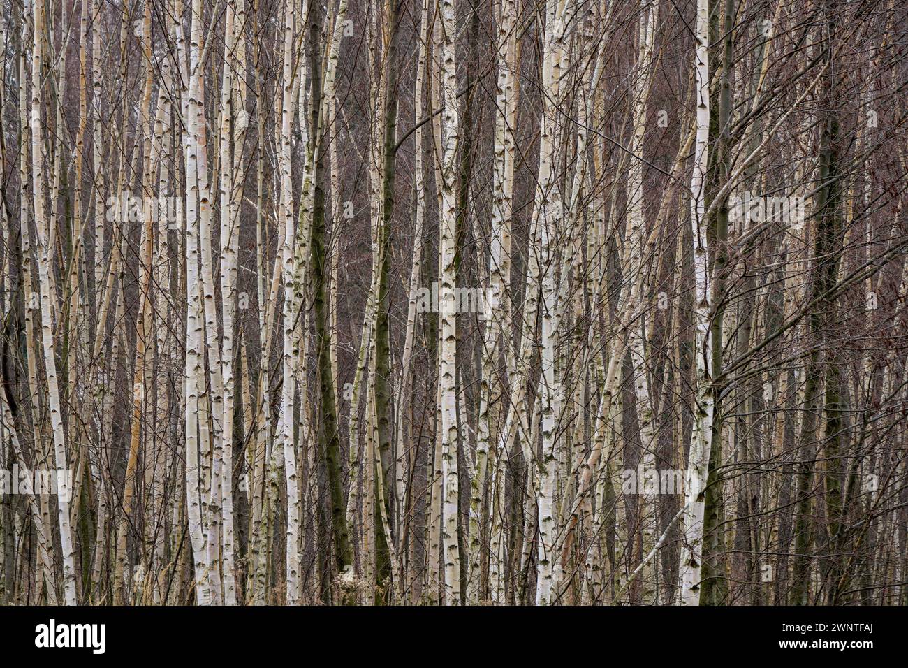 Birch trees trunks Betula veruccosa pendula Stock Photo