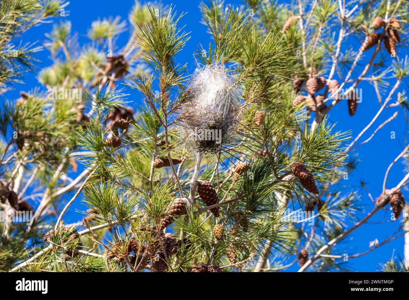 Thaumetopoea pityocampa Pine processionary Moth Caterpillar Nest in a Pinus halepensis Aleppo Pine Tree Stock Photo