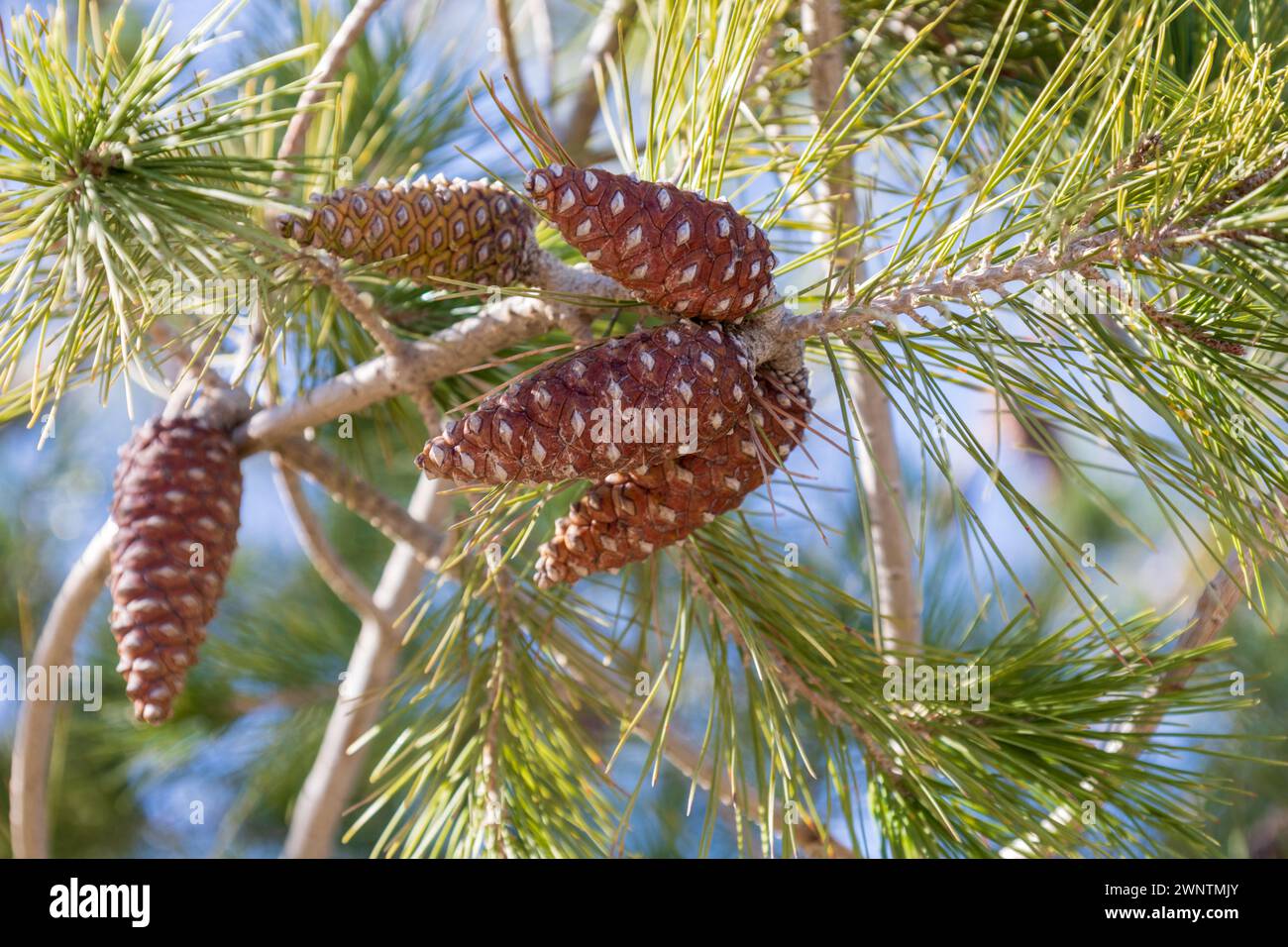 Pinus halepensis, Aleppo Pine Tree Cones Stock Photo