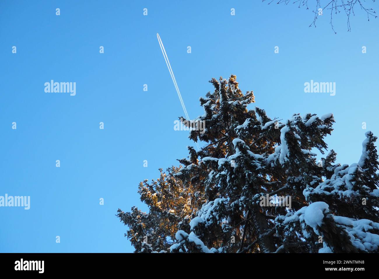 The plane flies across the blue sky. Pine forest in winter during the day in severe frost, Karelia. Snow on the coniferous branches. Scots pine Pinus Stock Photo