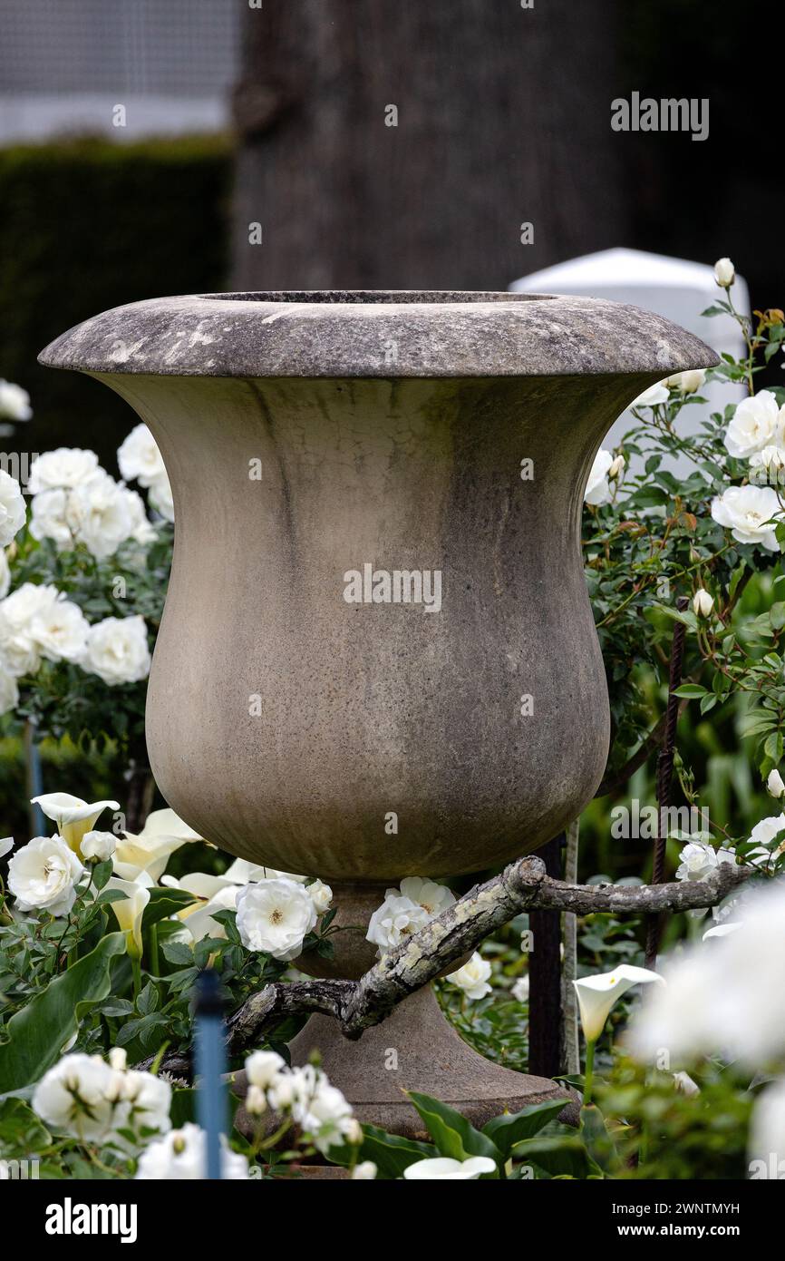 A large old concrete cement cup shaped vase for planting garden stuff stands outdoor in grounds, on yard, surrounded by white flowers Iceberg roses, f Stock Photo