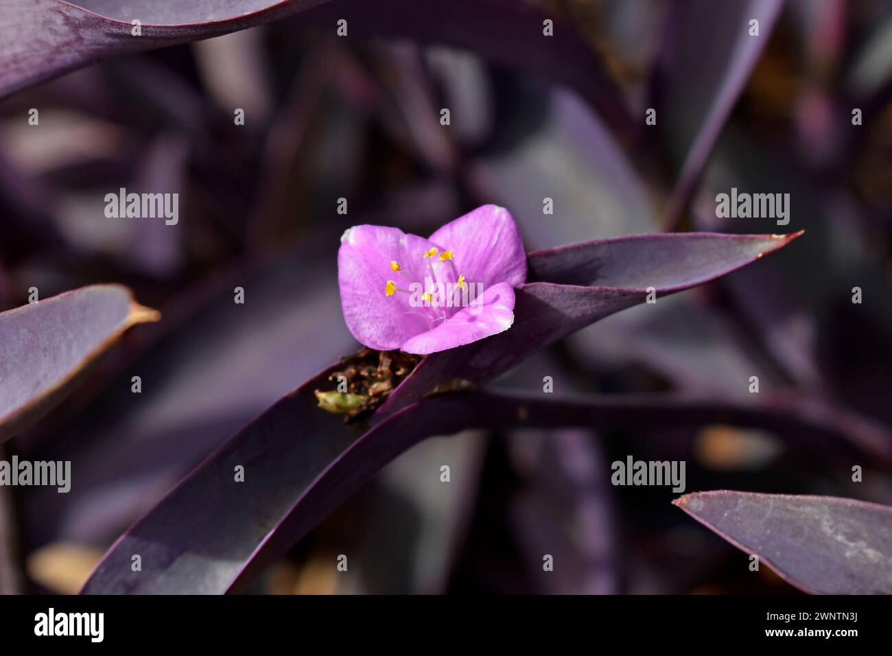 Purple queen flower (Tradescantia pallida or Setcreasea purpurea) on garden Stock Photo