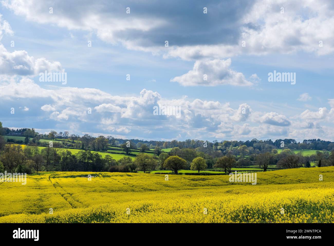 field of oil seed rape crops on farm england uk Stock Photo - Alamy