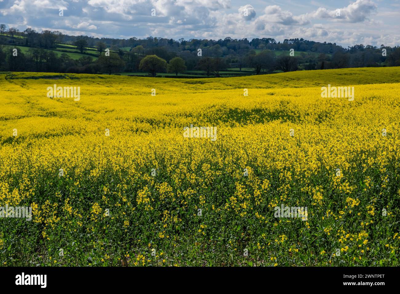 field of oil seed rape crops on farm england uk Stock Photo - Alamy