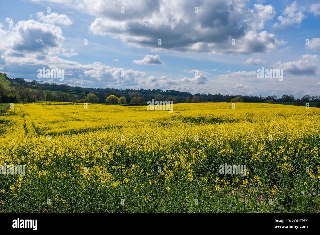 field of oil seed rape crops on farm england uk Stock Photo - Alamy