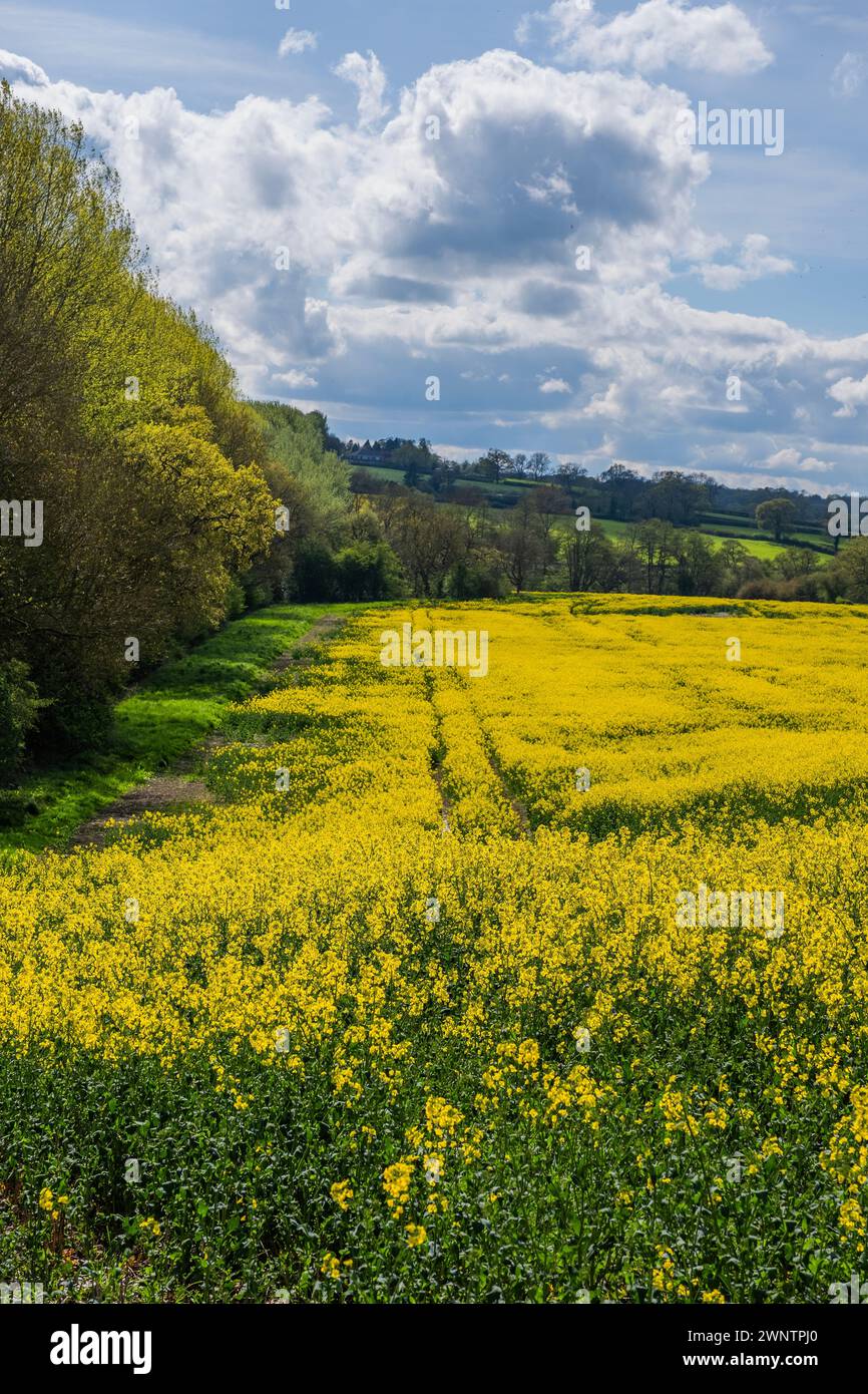 field of oil seed rape crops on farm england uk Stock Photo - Alamy