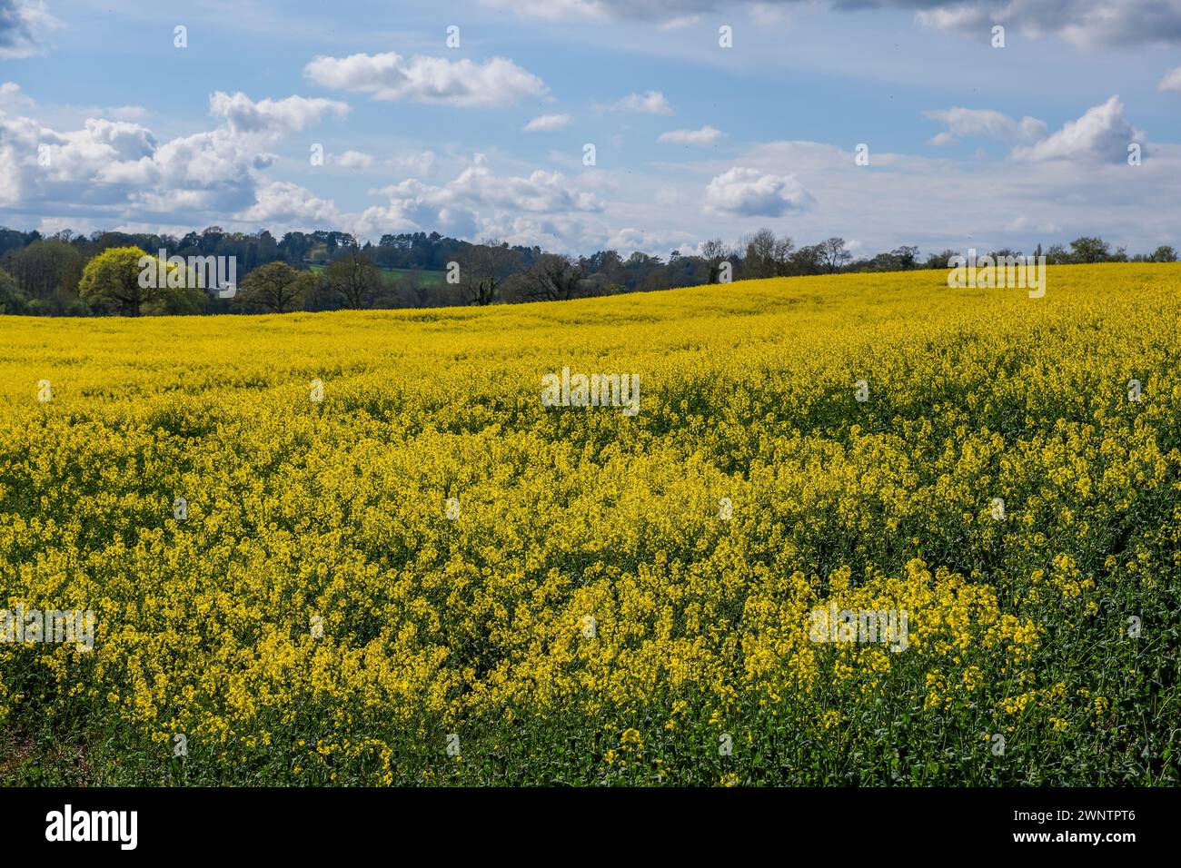 field of oil seed rape crops on farm england uk Stock Photo - Alamy