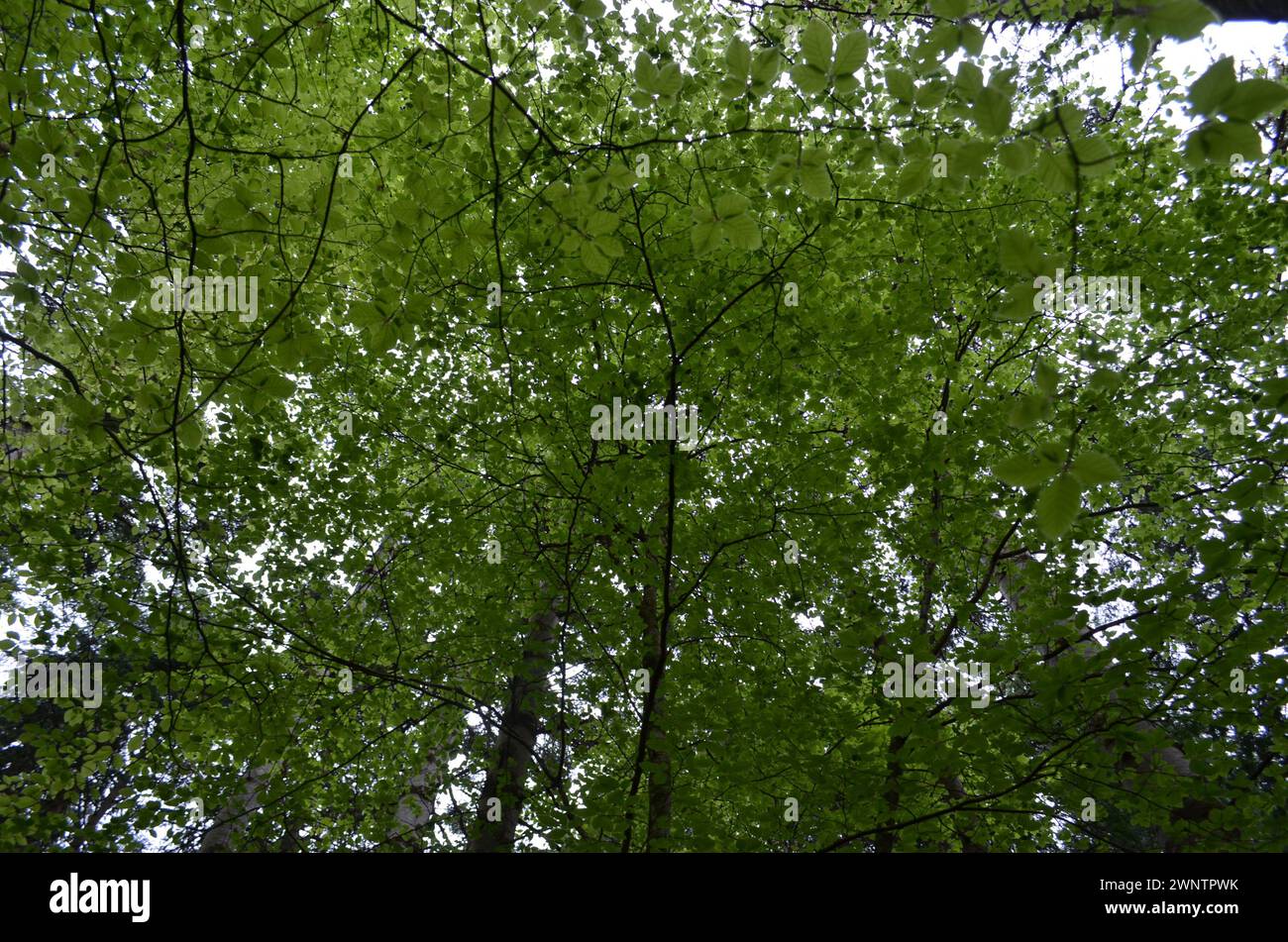 a large tree in a forest Stock Photo
