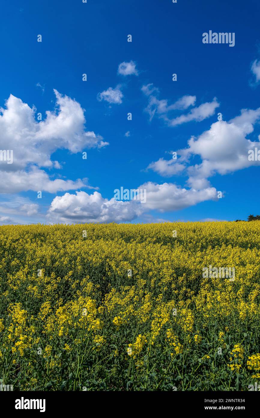 field of oil seed rape crops on farm england uk Stock Photo - Alamy