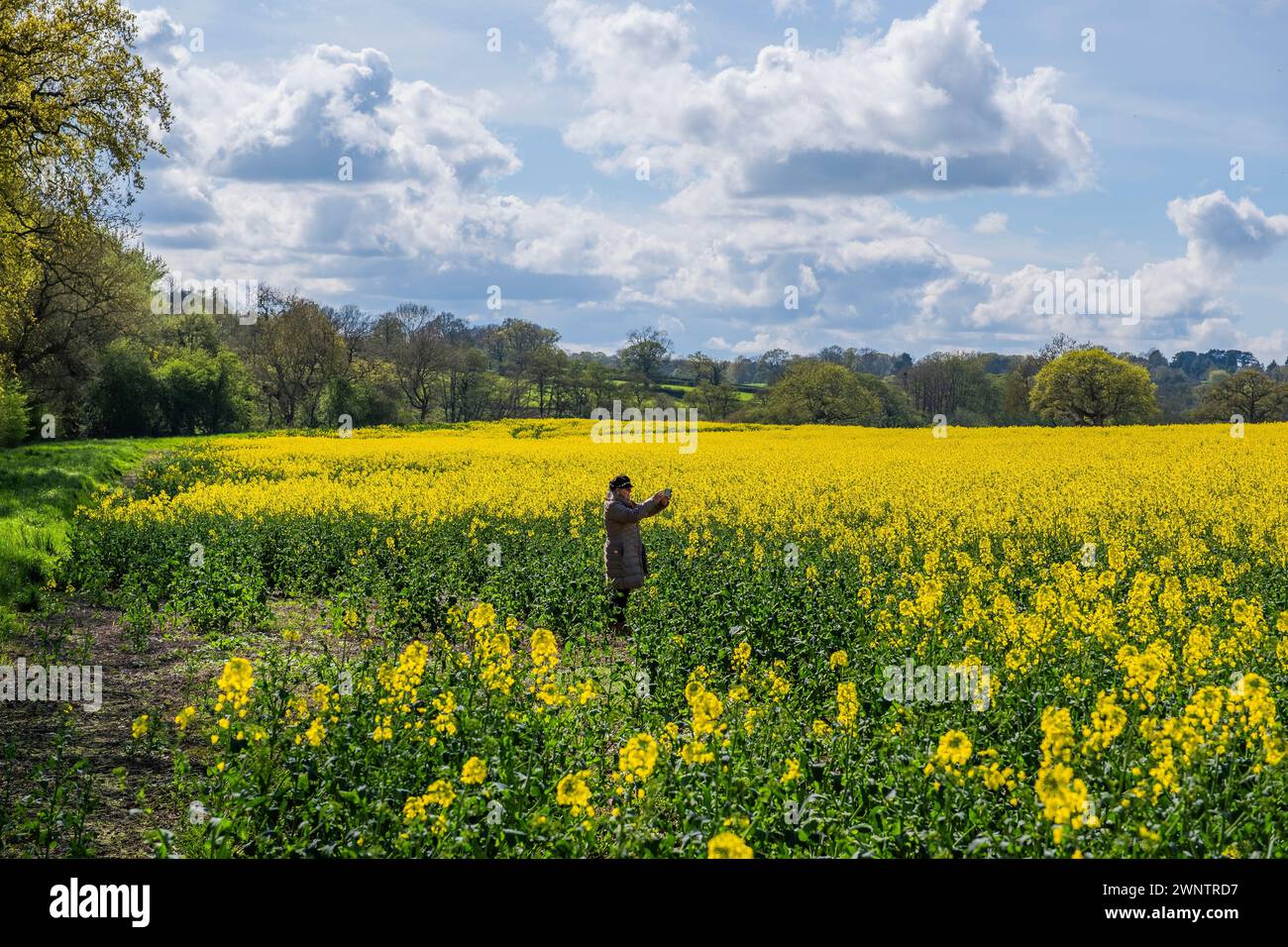 field of oil seed rape crops on farm england uk Stock Photo - Alamy