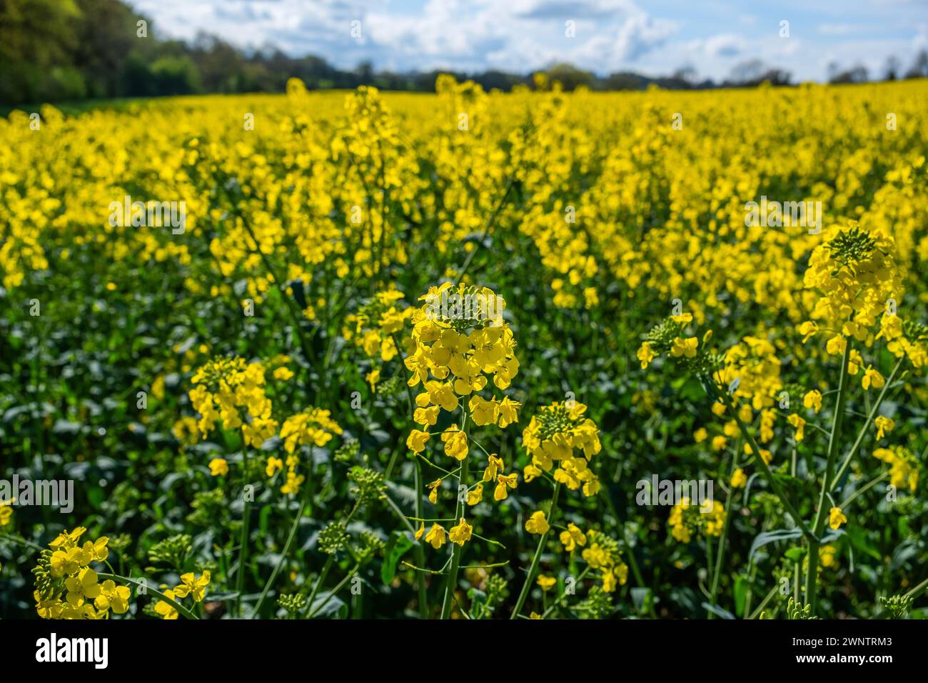 field of oil seed rape crops on farm england uk Stock Photo - Alamy
