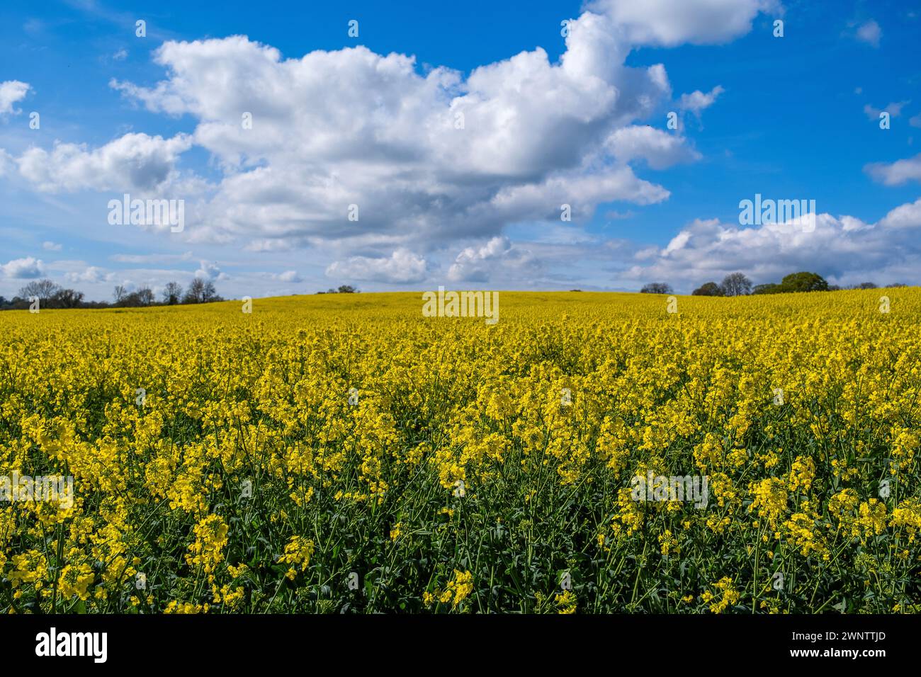 field of oil seed rape crops on farm england uk Stock Photo - Alamy
