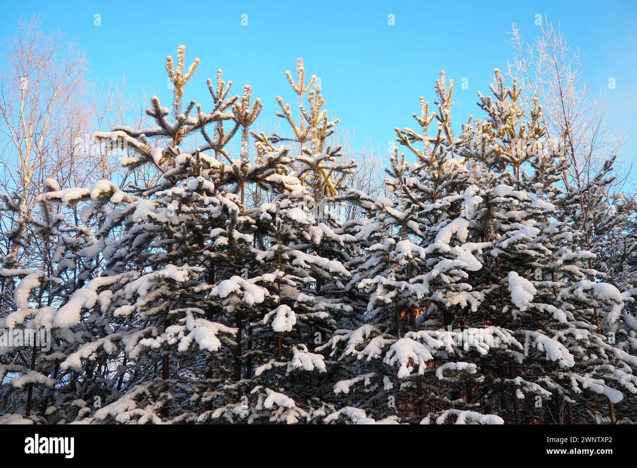 Pine forest in winter during the day in severe frost, Karelia. Snow on the coniferous branches. Frosty sunny weather anticyclone. Scots pine Pinus Stock Photo