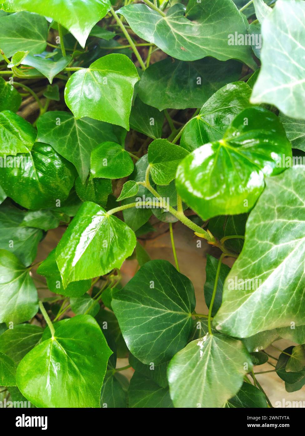 Leaves and young shoots of ivy climb up the wall. European forest. Creeping parasitic plant. Green foliage. Triangular Leaf. Common ivy or Hedera Stock Photo