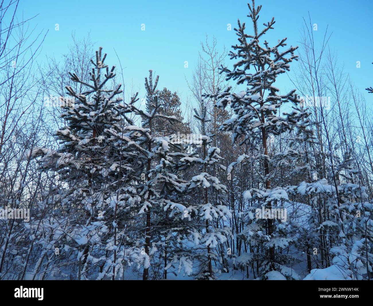 Pine forest in winter during the day in severe frost, Karelia. Snow on the coniferous branches. Frosty sunny weather anticyclone. Scots pine Pinus Stock Photo