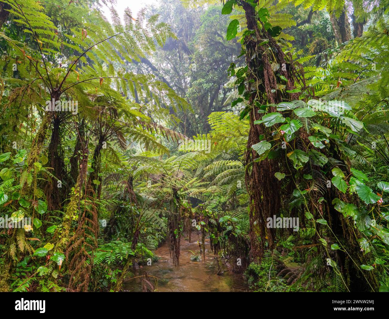 Rainforest in Bwindi Impenetrable National Park, Uganda. Stock Photo