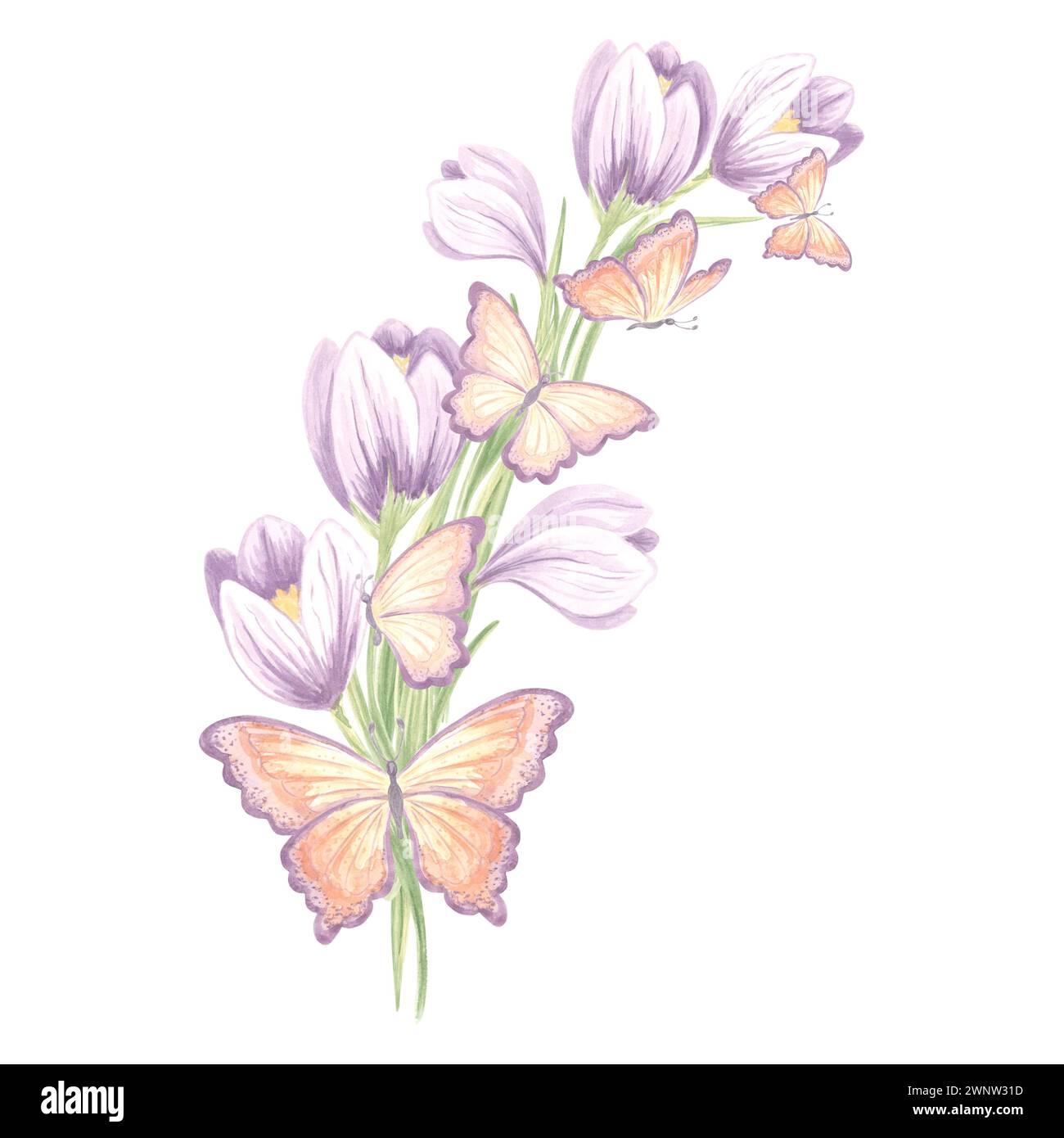 Bouquet of purple crocuses flowers with butterflies. Isolated hand drawn watercolor illustration spring saffron blossom. Floral drawing template for c Stock Photo
