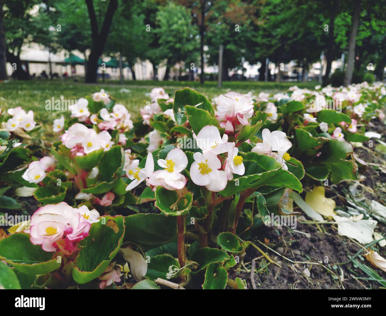 Begonia is a genus of plants in the Begonia family. Decorative gardening. Decoration of lawns, parks, flower beds, city streets and avenues. Begonia Stock Photo