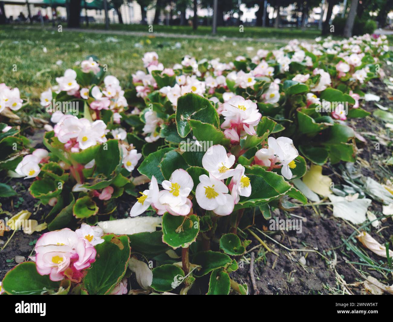 Begonia is a genus of plants in the Begonia family. Decorative gardening. Decoration of lawns, parks, flower beds, city streets and avenues. Begonia Stock Photo
