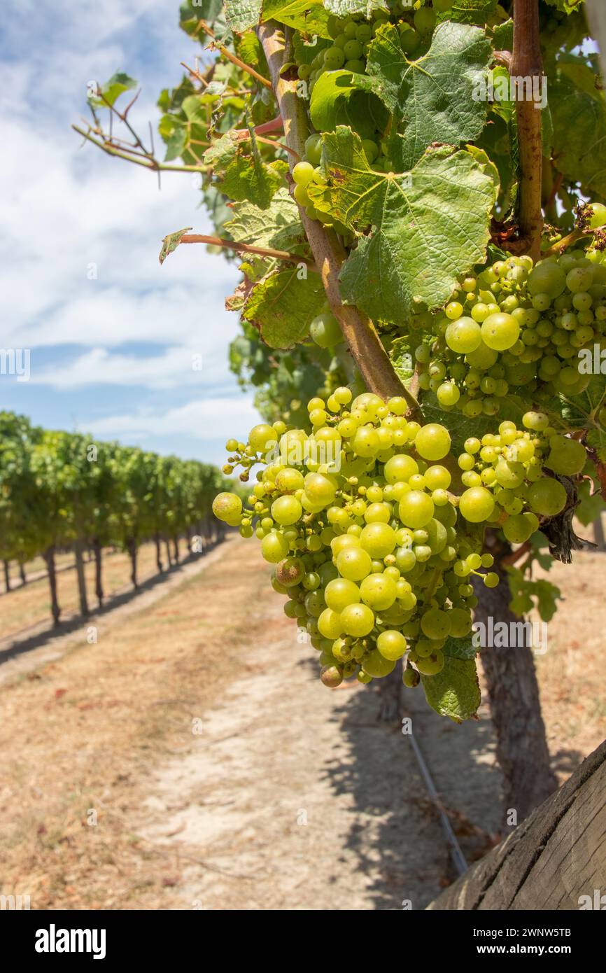 Sauvignon blanc grapes hang from a green vines in Marlborough New Zealand awaiting harvest at the vineyard winery Stock Photo