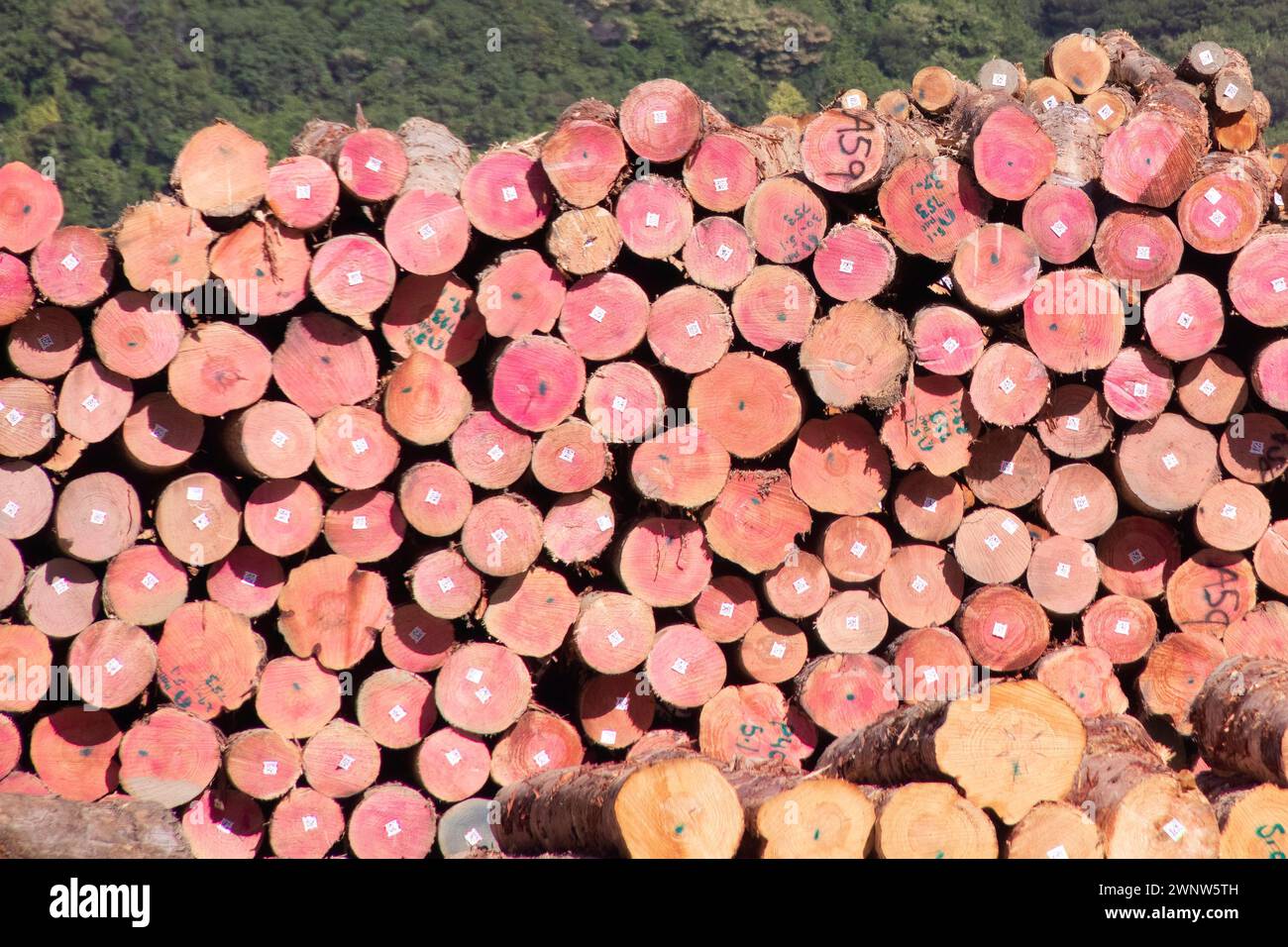 Large amount of felled tress lumber timber logs with focus on the red wood stacked ready for export from Picton New Zealand as primary export business Stock Photo