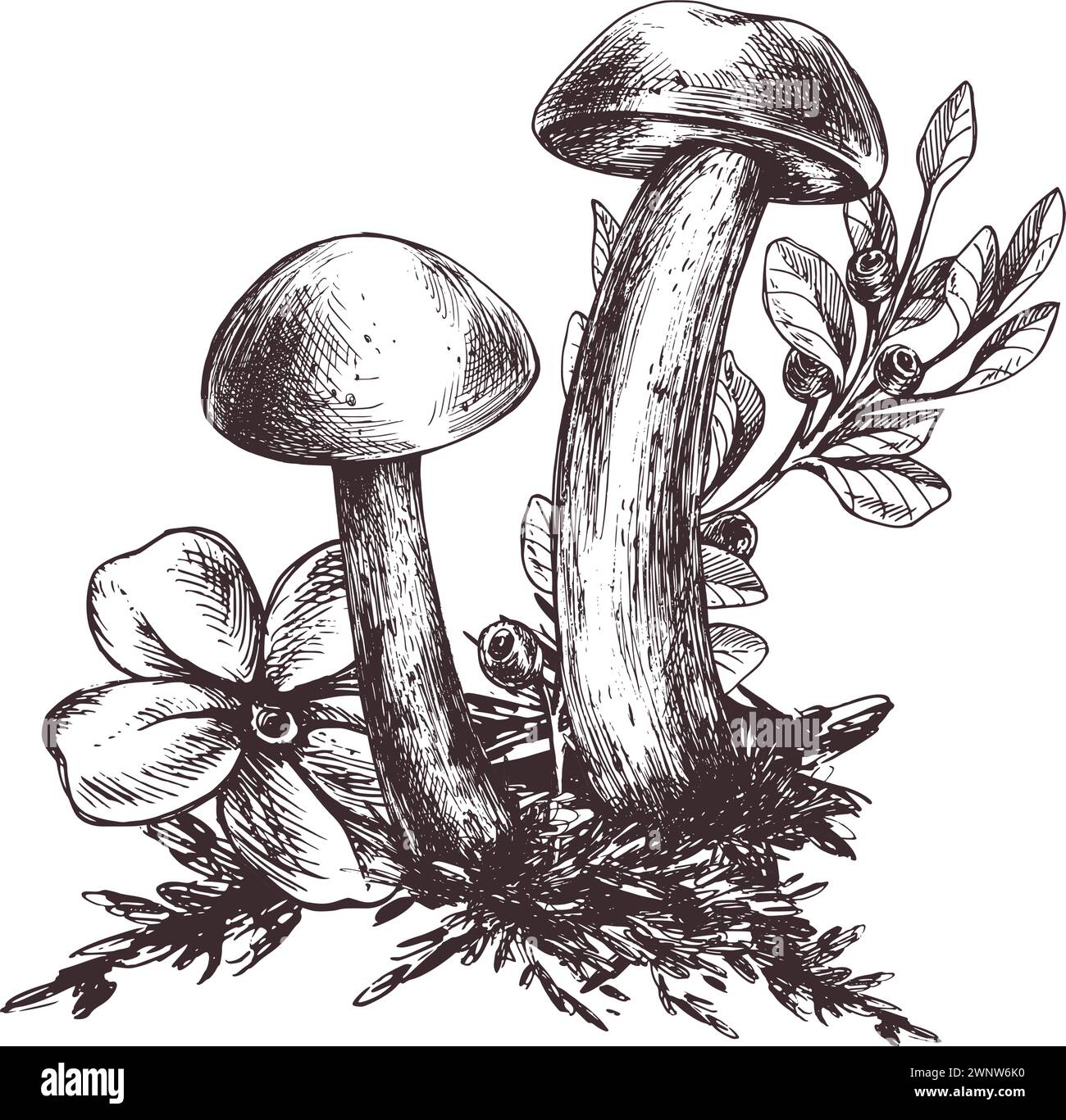 Mushrooms forest boletus with grass, blueberries, moss and cone. Graphic botanical illustration hand drawn in brown ink. For recipes, packaging Stock Vector