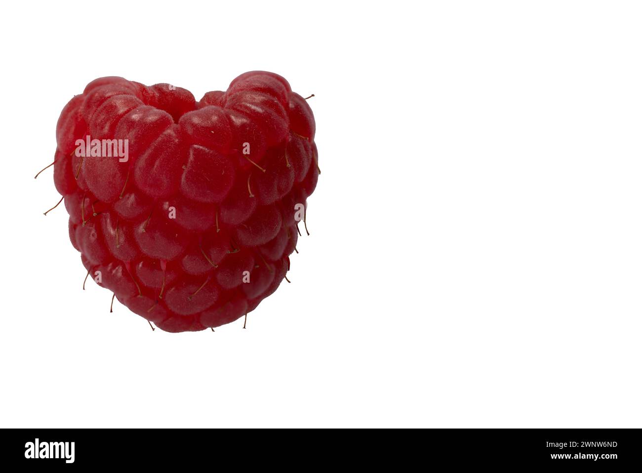 Macro of fresh red raspberry on left side of the photograph with white space. White background. Stock Photo