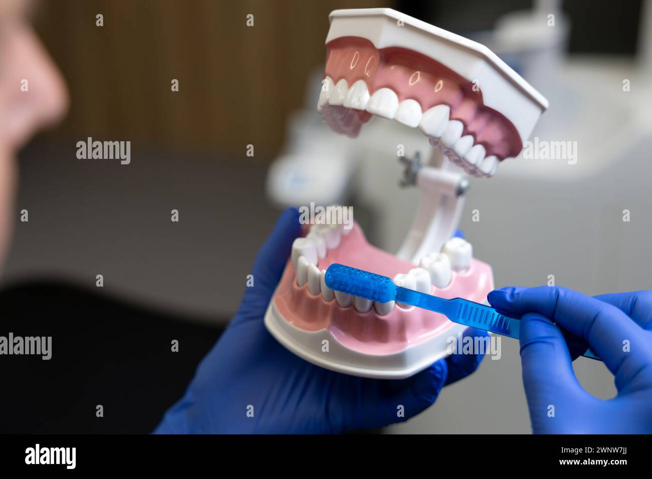 Doctor holding human jaw model using toothbrush on teeth on cavity ...
